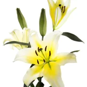 Oriental Lilies