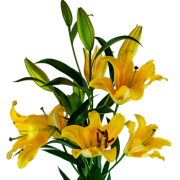 Oriental Lilies