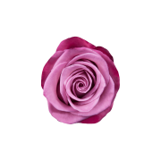 Lavender Roses