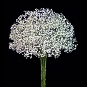 Gypsophila